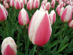 Keukenhof (39)